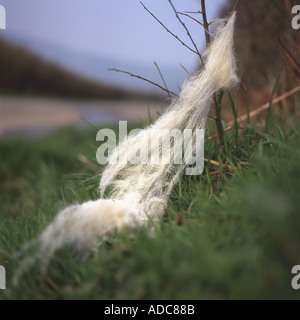 La lana di ovini catturati su una siepe in una corsia di marcia nelle zone rurali del Galles Carmarthenshire UK KATHY DEWITT Foto Stock