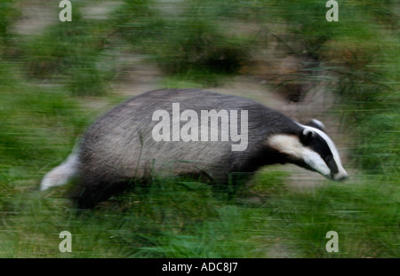 Eurasian badger Meles meles. Captive Foto Stock