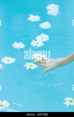 Pratoline galleggianti sulla superficie dell'acqua, donna di mano il prelievo di fiore Foto Stock