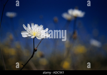 La ghiaia Ghost aka tabacco Atrichoseris erbaccia platyphylla nel Parco Nazionale della Valle della Morte in California negli Stati Uniti d'America Foto Stock