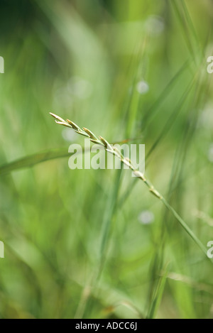 Lamierina di erba Foto Stock