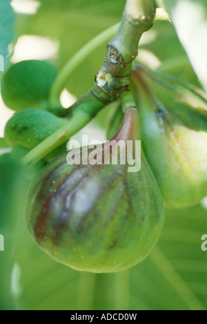 Fig Foto Stock