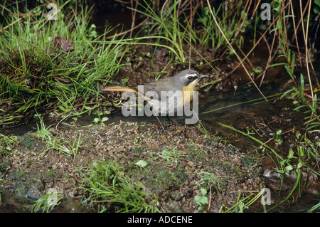 Cape Robin chat Cossypha caffra Cape Robin Sud Africa Foto Stock