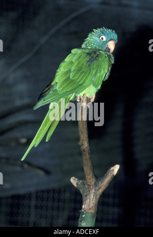 Blue incoronato Conure Aratinga acuticaudata Foto Stock