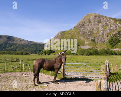 Cavallo in piedi di fronte a "Bird Rock' o Craig-yr-Adern nella quiete rurale valle Dysynni nel sud Snowdonia "Parco Nazionale" Foto Stock