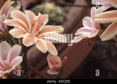 Lewisia cotiledone Foto Stock