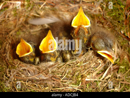 Gli uccelli giovani in un nido Jungvögel nido im Foto Stock