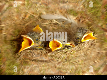 Gli uccelli giovani in un nido Jungvögel nido im Foto Stock