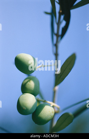 Le olive crescono su albero Foto Stock