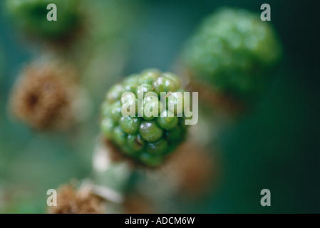 Blackberry bush, close-up di acino acerbo Foto Stock