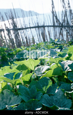 Orto, seascape in background Foto Stock