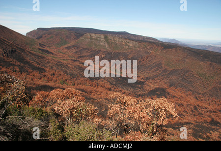 Vista dal Monte Guglielmo di alberi bruciati dopo un incendio di bush Foto Stock