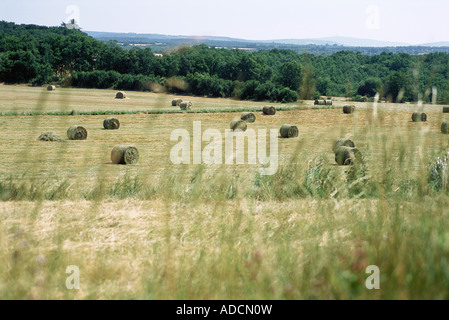 Balle di fieno nel campo Foto Stock