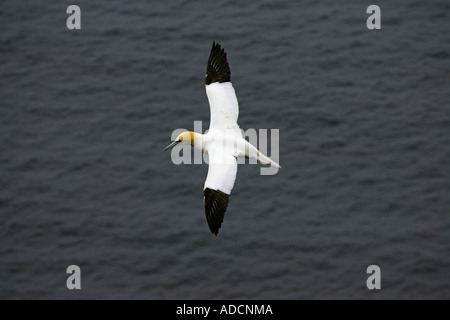 Basstölpel societé Flug im Foto Stock