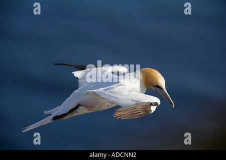 Basstölpel societé Flug im Foto Stock