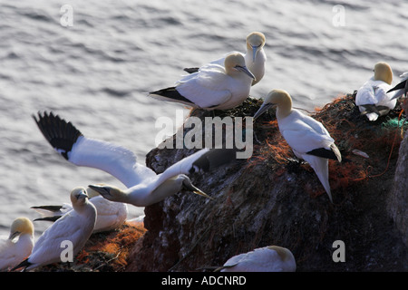 Basstölpel am Felsen Foto Stock