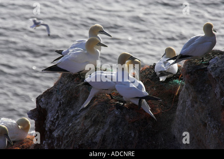 Basstölpel am Felsen Foto Stock