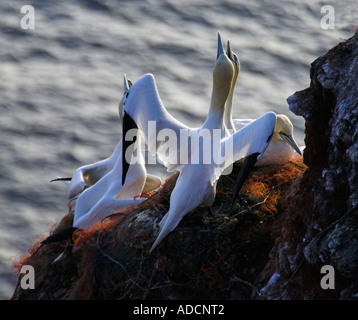 Basstölpel am Felsen Foto Stock