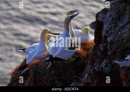 Basstölpel am Felsen Foto Stock