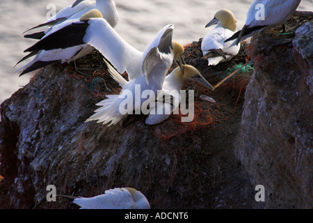 Basstölpel am Felsen Foto Stock