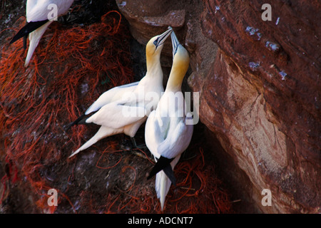 Basstölpel am Felsen Foto Stock