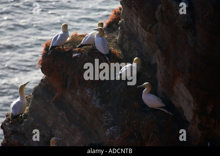 Basstölpel am Felsen Foto Stock