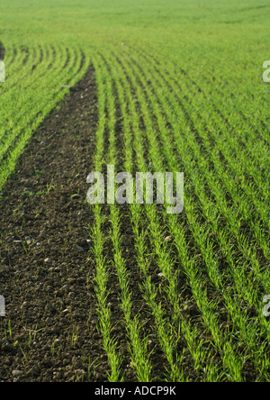 Righe di colture, close-up Foto Stock