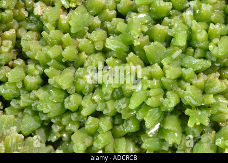 Quali Pyromorphite minerali, profondo cristalli verdi, Long Cheng, Quangxi, Cina Foto Stock