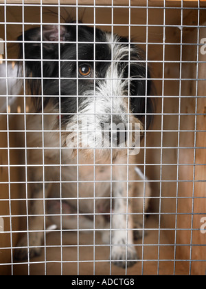 Cane cerca spiacenti per sé in gabbia Foto Stock