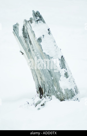 Driftwood nella neve Foto Stock