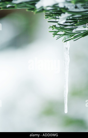 Ramo di Evergreen coperte di neve e ghiaccioli Foto Stock