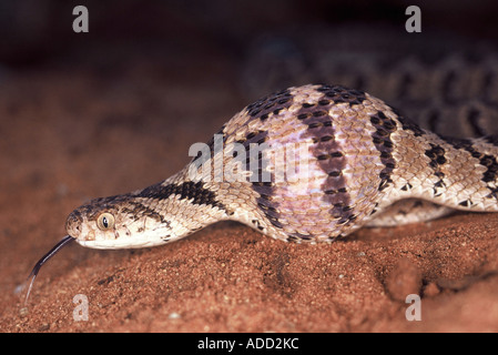 Romboidali Egg-Eater, Dasypeltis scabra Foto Stock