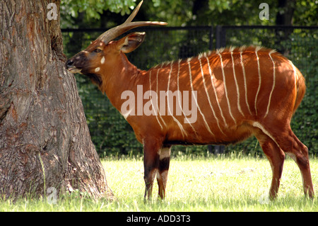 Bongo African antelope Tragelaphus eurycerus isaaci Foto Stock