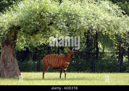 Bongo African antelope Tragelaphus eurycerus isaaci Foto Stock