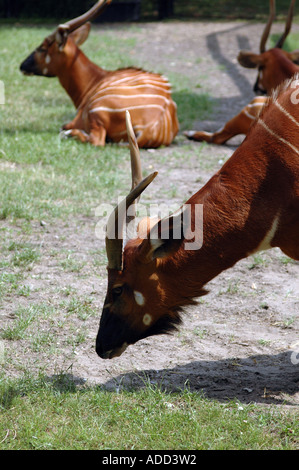 Bongo African antelope Tragelaphus eurycerus isaaci Foto Stock