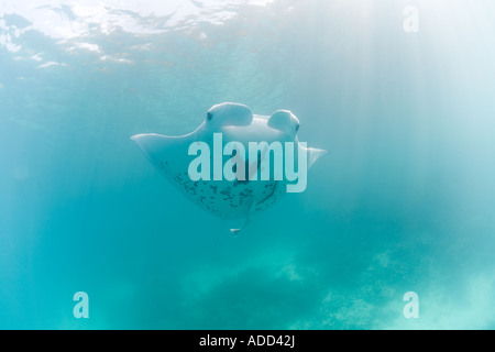 Circondato da una luce di una manta ray nuota in una laguna poco profonda nel Pacifico occidentale. Foto Stock