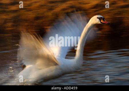 Swan volare sull'acqua, dinamico Foto Stock