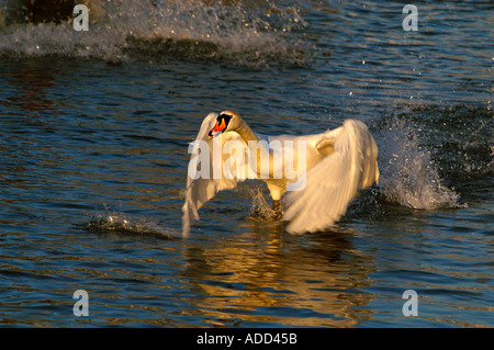 Swan volare sull'acqua, dinamico Foto Stock