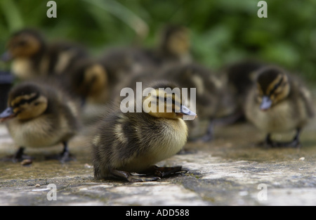 Mallard anatroccoli pochi giorni Swinbrook Oxfordshire Inghilterra Foto Stock