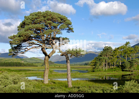 Pino silvestre alberi a Inveroran Froest Lodge Bridge of Orchy. Foto Stock