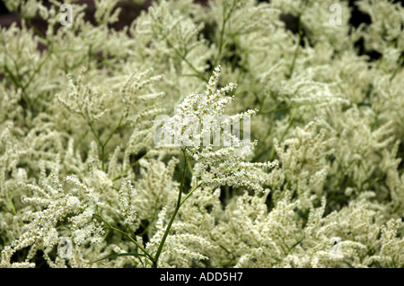 Alaska wild rabarbaro Polygonum alpinum anche chiamato Knotweed alpino Foto Stock