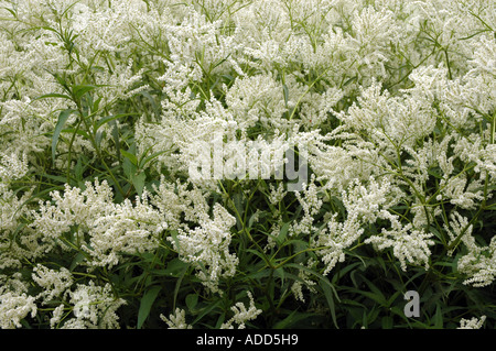 Alaska wild rabarbaro Polygonum alpinum anche chiamato Knotweed alpino Foto Stock