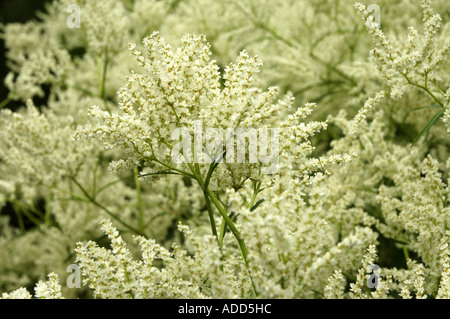 Alaska wild rabarbaro Polygonum alpinum anche chiamato Knotweed alpino Foto Stock