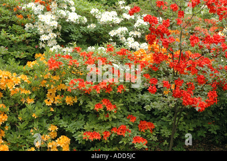 Rhododendron colorati in giardino Foto Stock