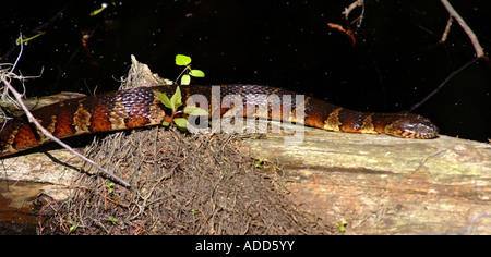 Acqua settentrionale Snake strisciando lungo il tronco di albero nella luce del sole al primo sbarco del Parco Statale di Virginia Beach Virginia STATI UNITI D'AMERICA Foto Stock