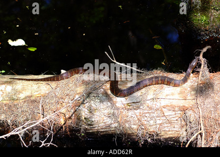 Acqua settentrionale Snake strisciando lungo il tronco di albero nella luce del sole al primo sbarco del Parco Statale di Virginia Beach Virginia STATI UNITI D'AMERICA Foto Stock