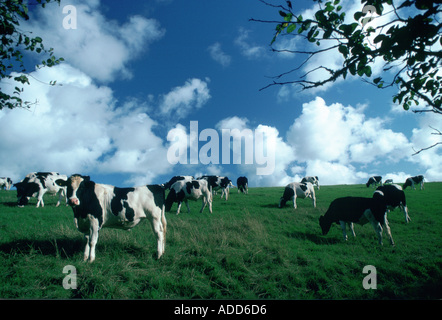 Mandria di mucche frisone il pascolo in un pascolo nel paese Helford Cornwall Inghilterra Regno Unito Foto Stock