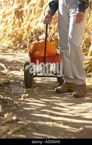 Senior caucasica donna tirando il carro rosso con zucche fresche e cesto di mais attraverso autunno campo di mais Foto Stock