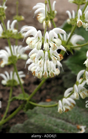 La salvia Argentea Salvia argentea anche chiamato Clary di argento o argento salvia Foto Stock
