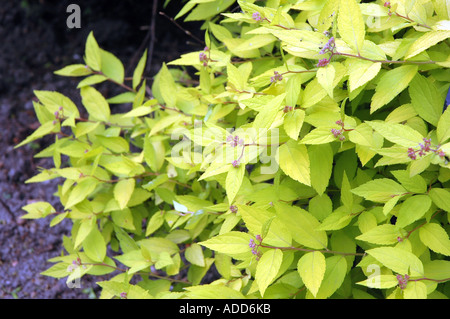 Giapponese spirea Spiraea varietà japonica Little princess Foto Stock